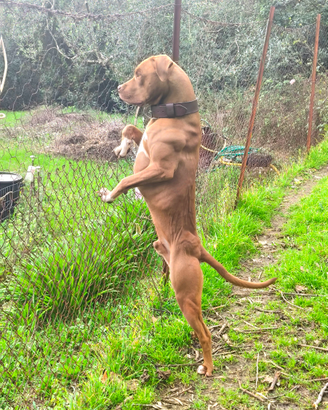 Maschio di American Pitbull Terrier per monta