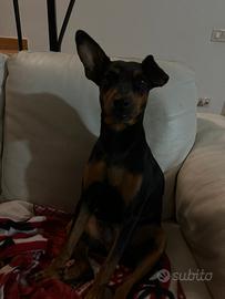 Cicciola di pincher colore nero focato