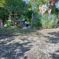 Gallo nero e dorato (di 6 mesi)