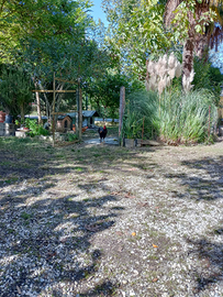 Gallo nero e dorato (di 6 mesi)