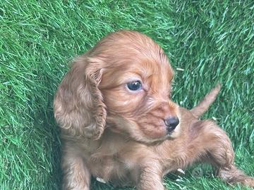 Cocker