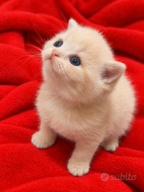 Cuccioli british shorthair
