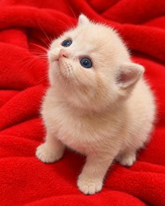 Cuccioli british shorthair