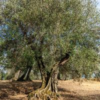 Uliveto 120 piante