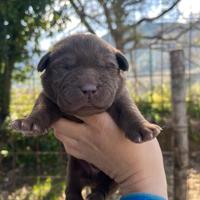 Labrador cuccioli femmine cioccolato con pedigree