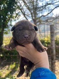 Labrador cuccioli femmine cioccolato con pedigree