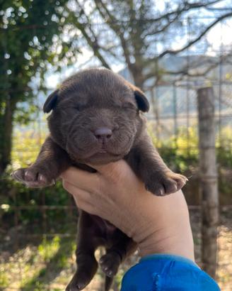 Labrador cuccioli femmine cioccolato con pedigree