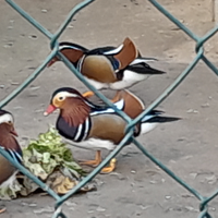 Anatre mandarine e caroline