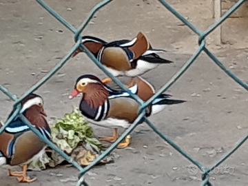 Anatre mandarine e caroline