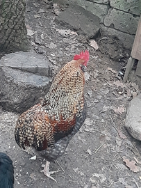 Gallo galli marans olivegger uova marroni verdi