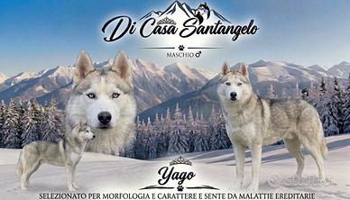 Siberiano Husky con pedigree enci