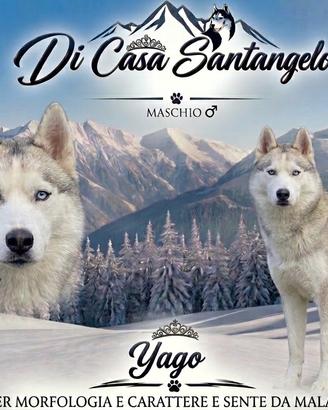 Siberiano Husky con pedigree enci