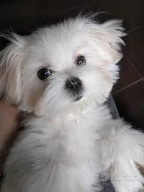 Maltese toy koreano-pedigree