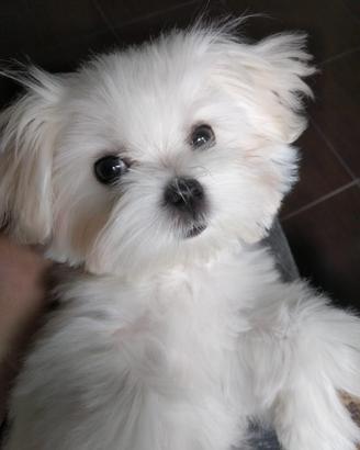 Maltese toy koreano-pedigree
