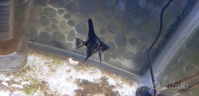 Vendita avanotti giovani ,scalari disponibilita 15