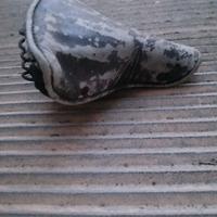sella epoca a muso di cane