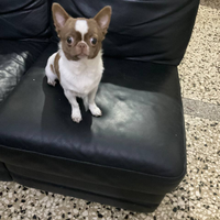 Hioo chihuahua mini Toy con pedigree