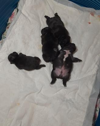 Bulldog francesi