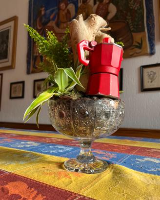 Terrario vintage piante