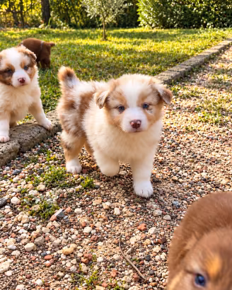 Cuccioli Australian Shepherd (pastore australiano)