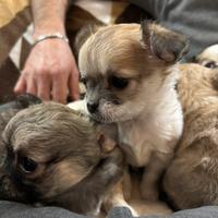 Chihuahua a pelo lungo