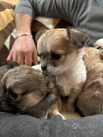 Chihuahua a pelo lungo