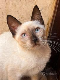 Gattina siamese in adozione