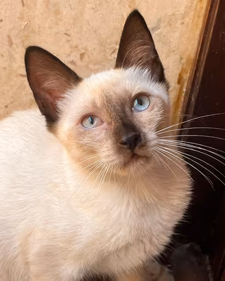 Gattina siamese in adozione