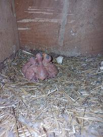 Parrocchetto dal collare