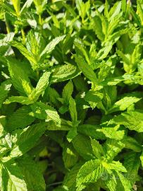 Menta piante