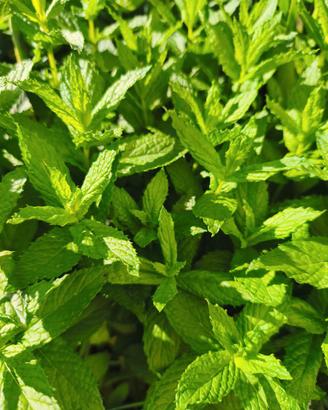 Menta piante