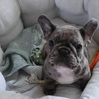 Cucciolo di bulldog francese blu merle