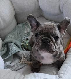Cucciolo di bulldog francese blu merle