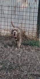 Cucciola di mastino napoletano 4 mesi e vaccinata