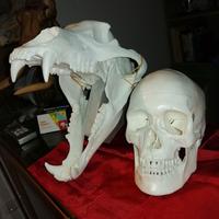 Replica cranio Orso Bruno 1:1