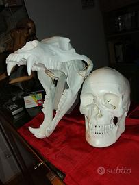 Replica cranio Orso Bruno 1:1