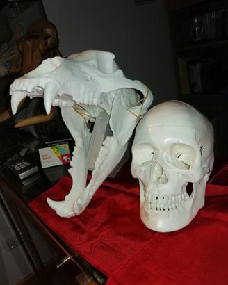 Replica cranio Orso Bruno 1:1