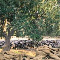 Alberi di ulivo 