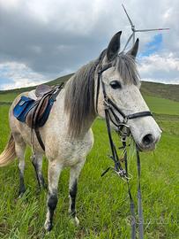 Cavalla andalusa