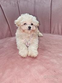 Maltipoo