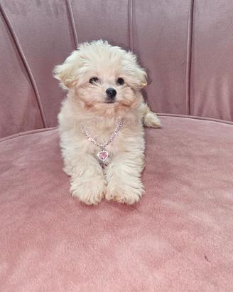 Maltipoo