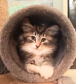 Cucciola delle foreste norvegesi