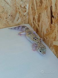 Geco Leopardino