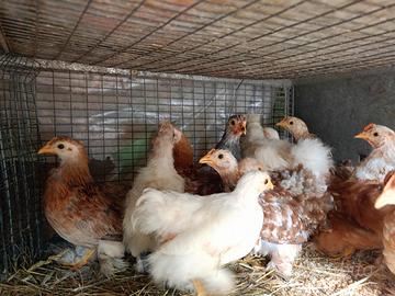 galline concincine e serama