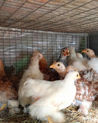 galline concincine e serama