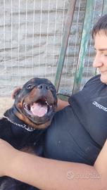 rottweiler per monta