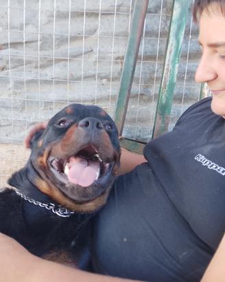rottweiler per monta