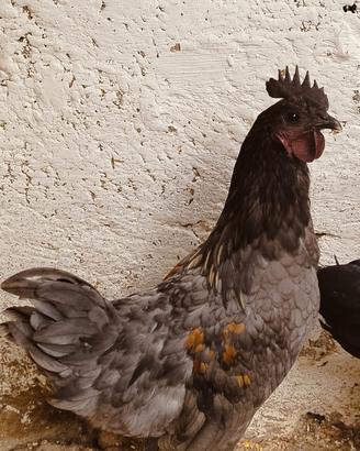 Gallo Marans x Cemani