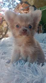 Cuccioli chihuahua mini Toy