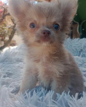 Cuccioli chihuahua mini Toy